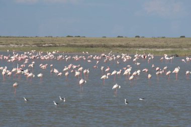 beautiful flamingos on the lake