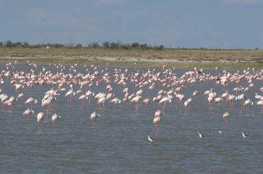 Karayip denizinde flamingolar