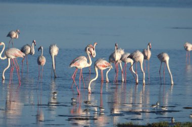 Flamingolar, Bolivya - 10 Ağustos, 2016: Flamingolar gölde