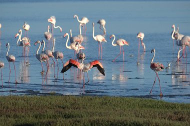 Kamp parkında flamingolar, Fransa