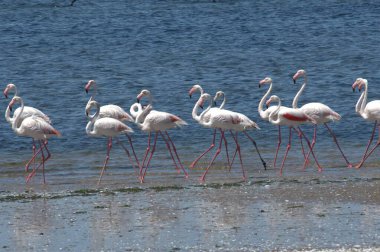 Gölde pembe flamingolar