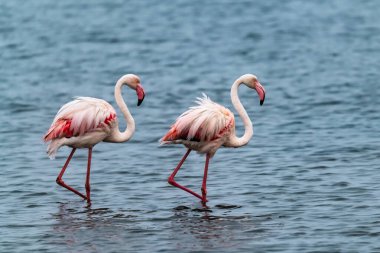 Suda güzel bir flamingo görüntüsü.