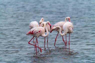 Flamingos bir grup