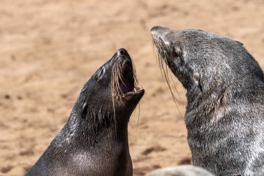 Deniz aslanları, Kaliforniya, ABD