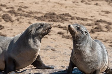 Galapagos Adaları'nda deniz aslanı