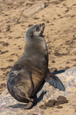 Galapagos adalarının sahillerini mühürleyin.