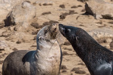 Namibya sahilini mühürleyin.
