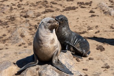 Sahilde deniz aslanları, patagonya, Arjantin