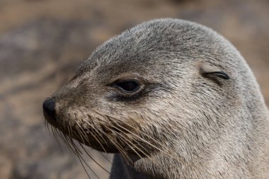 Gündüz vakti kumsalda gün ışığında kahverengi bir fokun yakın çekimi.