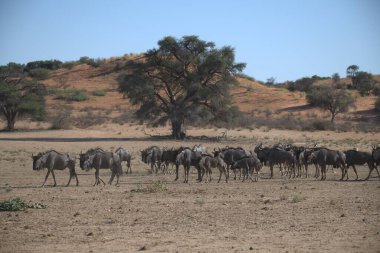 Savananın savanasında debra sürüsü