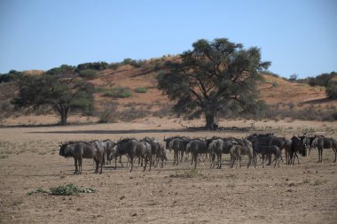 Afrika 'da büyük bir vahşi hayvan grubu
