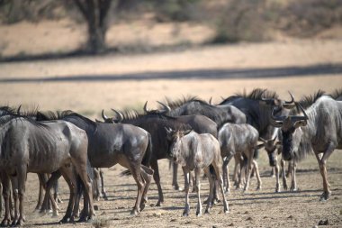Kenya savanındaki bebra sürüsü.
