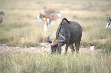 Kenya savanındaki bir grup antilop.