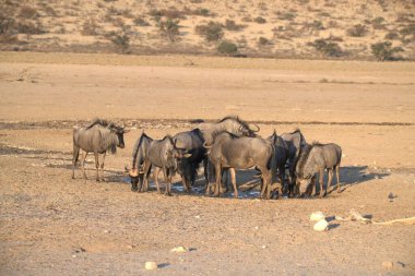 Bir vahşi hayvan sürüsü yerde.