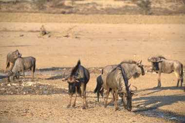 Sudaki genç vahşi hayvanlar grubu.