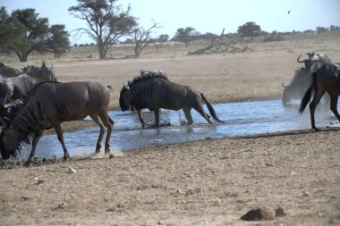 su bufalosu nehirde su içiyor.