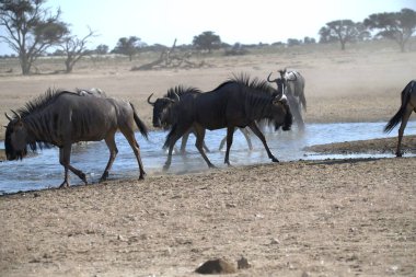 Su damlaları, hayvan arkaplanı