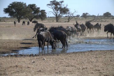 Çölde bir grup at.