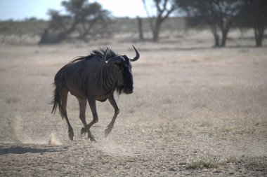 Siyah boğa vahşi doğada
