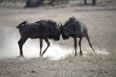 Vahşi savanada Gnu, Afrika Hayvanı
