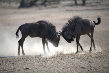 Vahşi savanada Gnu, Afrika Hayvanı