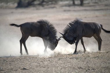 Vahşi savanada Gnu, Afrika Hayvanı
