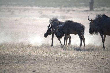 Vahşi savanada Gnu, Afrika Hayvanı