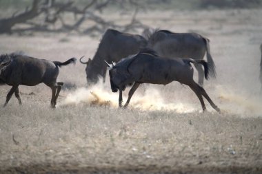 Vahşi savanada Gnu, Afrika Hayvanı