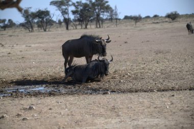 Vahşi savanada Gnu, Afrika Hayvanı