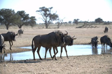 Vahşi savanada Gnu, Afrika Hayvanı