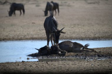 Vahşi savanada Gnu, Afrika Hayvanı