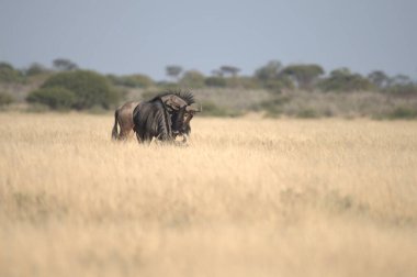 Vahşi savanada Gnu, Afrika Hayvanı