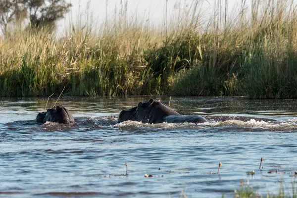 Nehirdeki su aygırları