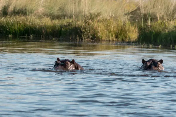Su aygırı, su aygırı, amfibi, su, suda.
