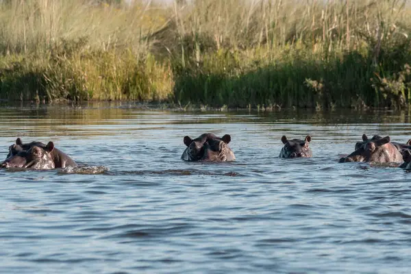 Nehirde vahşi patatesler.