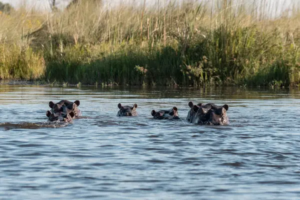 Bir su nehrinde su aygırları, Afrika, doğa