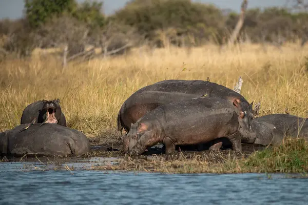 Güney Afrika 'daki Kruger parkındaki suda bir grup su aygırı, su aygırı bius, bius e