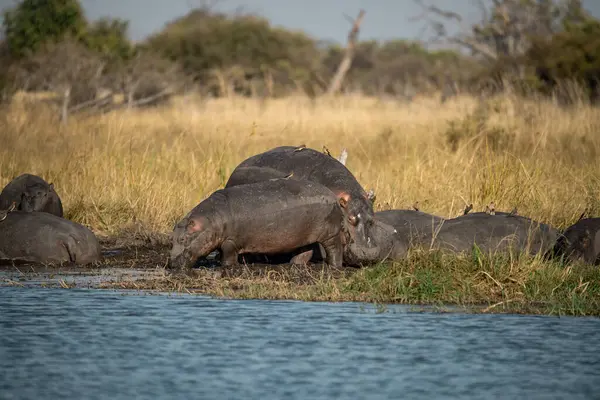 Su birikintisinin su birikintisinde afrikalı çılgınlar