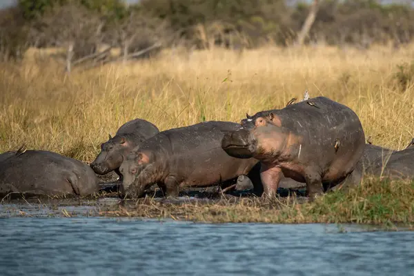 Güney Afrika 'daki Kruger Parkı' nda su aygırları.