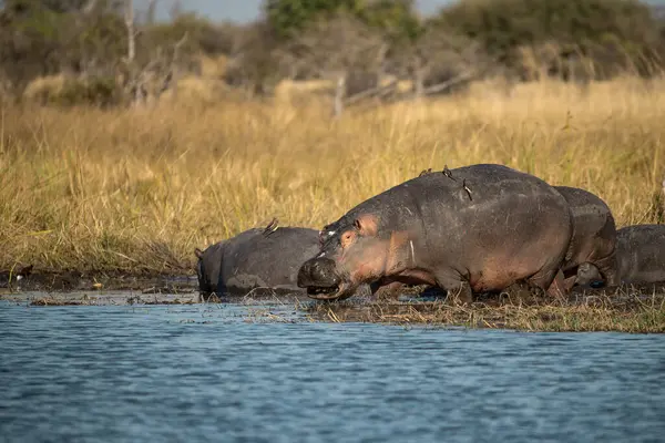 Kruger Ulusal Parkı, Kruger 'da Afrika Bufalosu