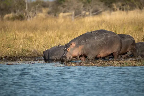 Sudaki su aygırları