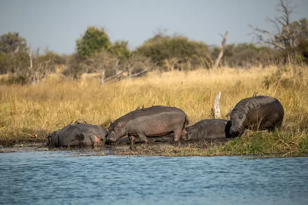 Nehirdeki vahşi su aygırı, Afrika Afrika.