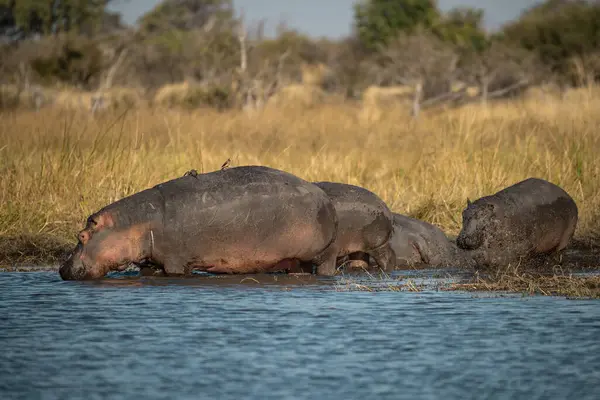 Suaygırı ve su aygırı.