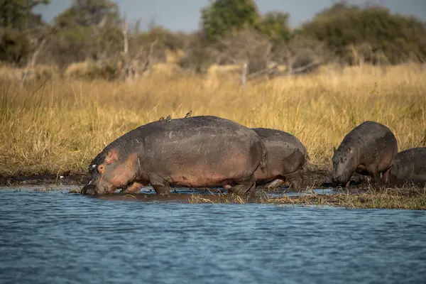 Afrika suaygırı, suda amfibi, Kruger Ulusal Parkı, Güney Afrika