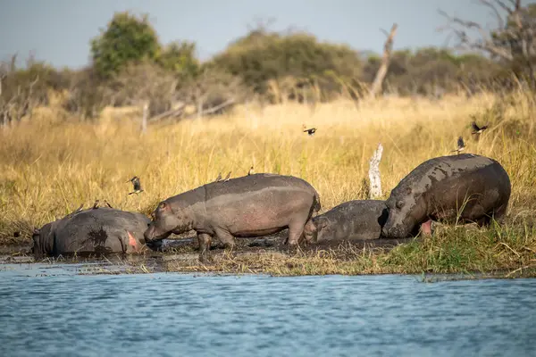 içinde Afrika savana vahşi su aygırı.