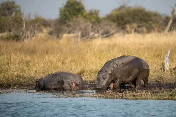 Göldeki su aygırları