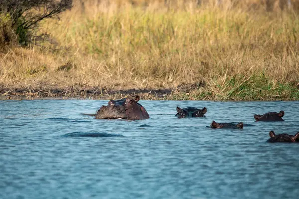 Göldeki su aygırları