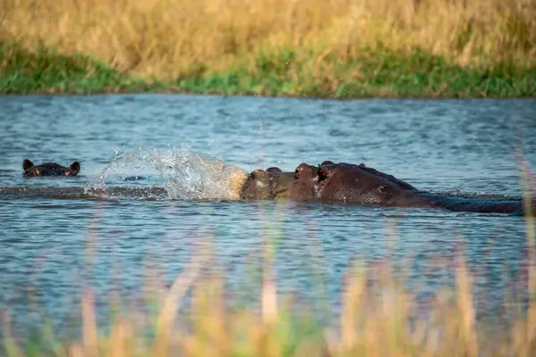 Gölde oynayan bir grup siyah ayı.