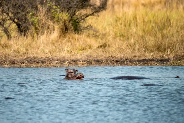 Afrika aslanı Kruger National park, Güney Afrika