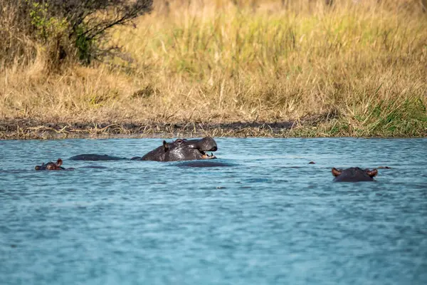 Nehirde su aygırı (suaygırı amfibi) bulunur.